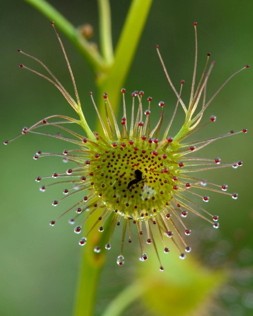 Drosera auriculata