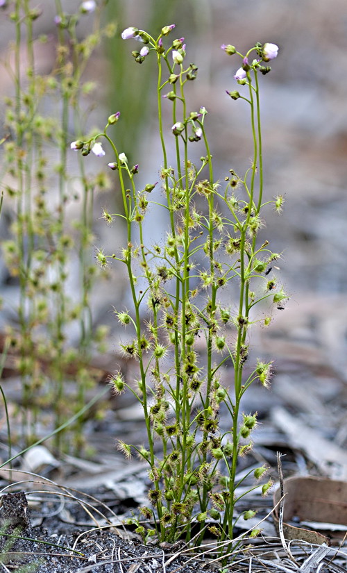 Drosera auriculata