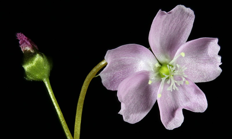 Droesra auriculata