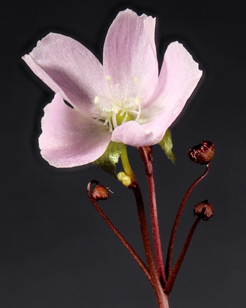 Drosera auriculata