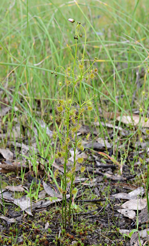 Drosera auriculata