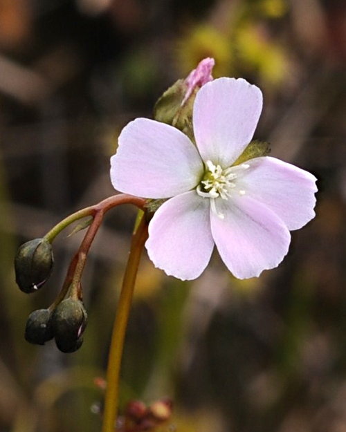 Drosera auriculata