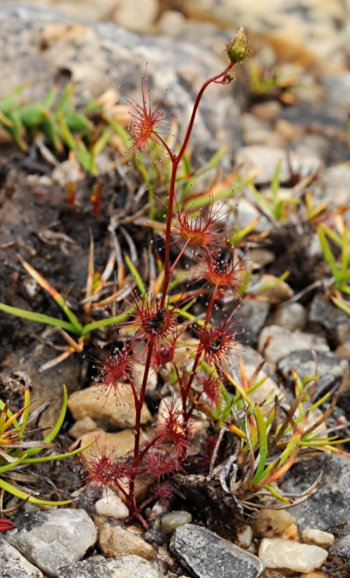 Drosera gracilis