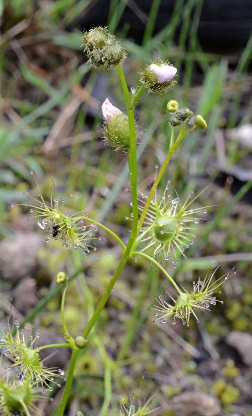 Drosera gunniana