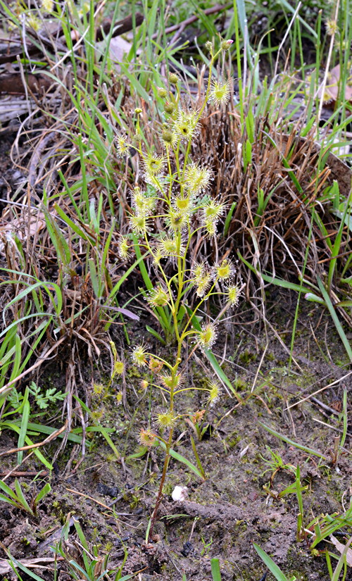 Drosera gunniana