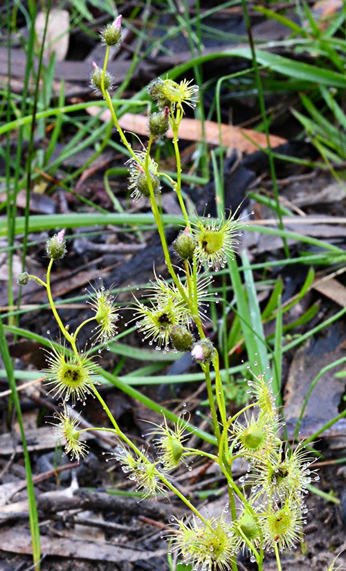 Drosera hookeri