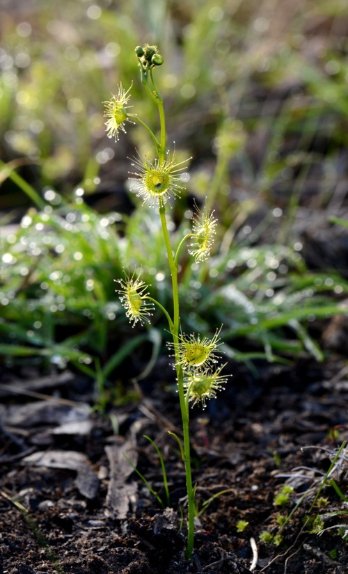 Drosera gunniana