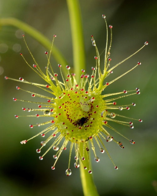 Drosera gunniana