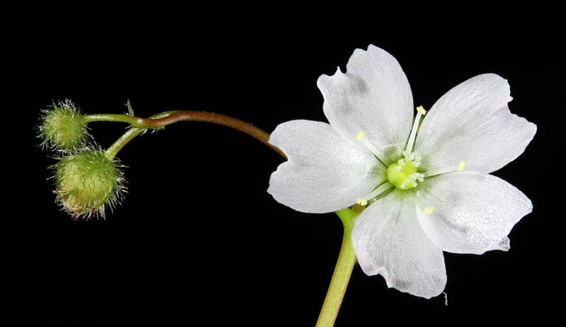 Droesra gunniana