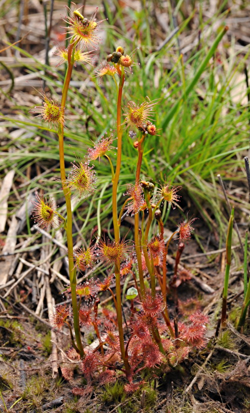 Drosera gunniana