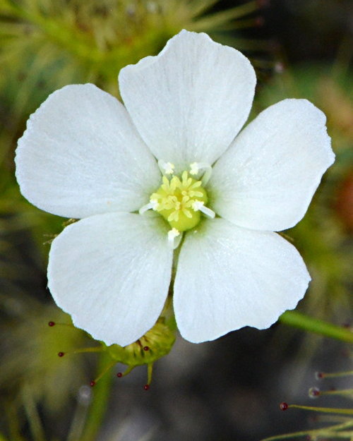 Drosera gunniana