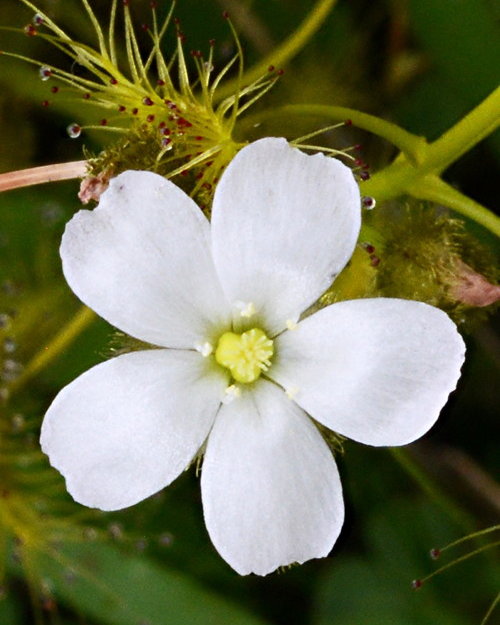 Drosera hookeri