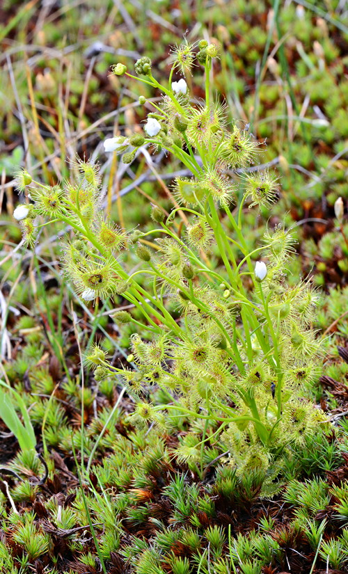 Drosera hookeri