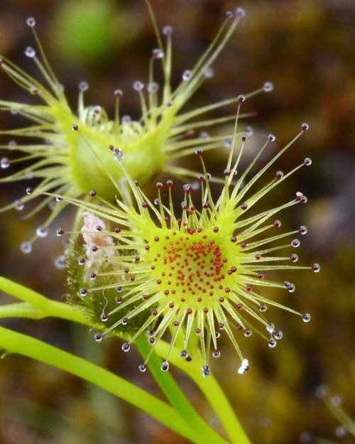 Drosera hookeri