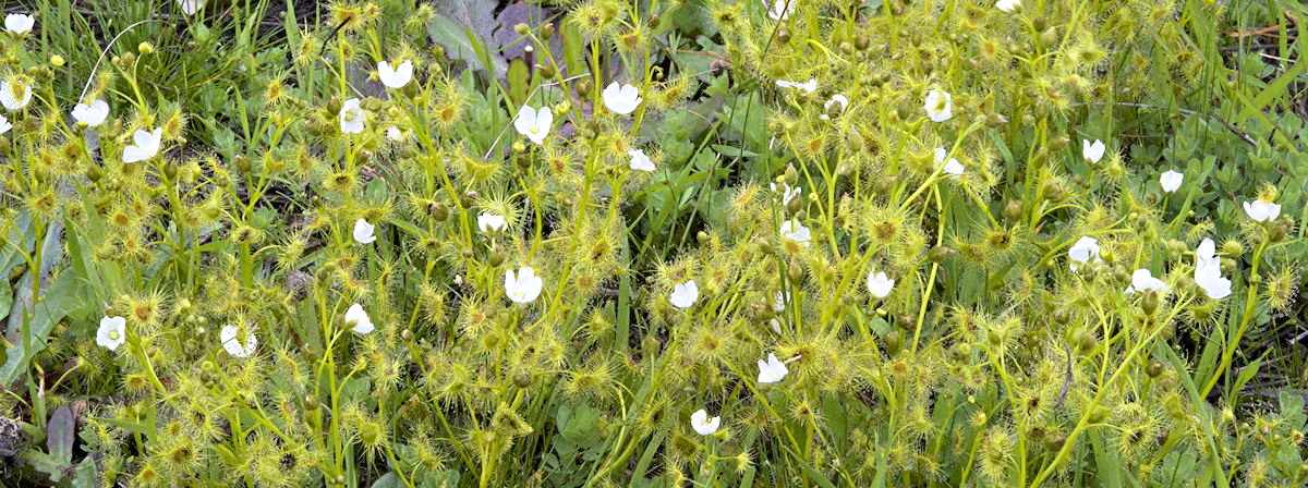 Drosera hookeri