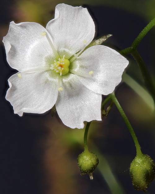 Drosera lunata