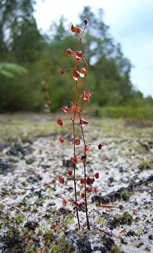 Drosera lunata