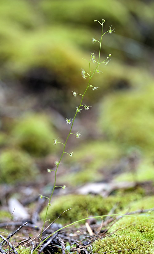 Drosera lunata