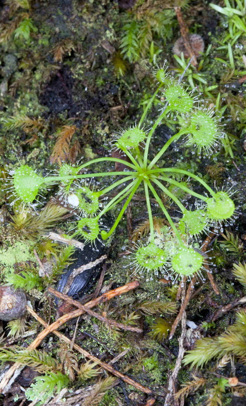 Drosera lunata