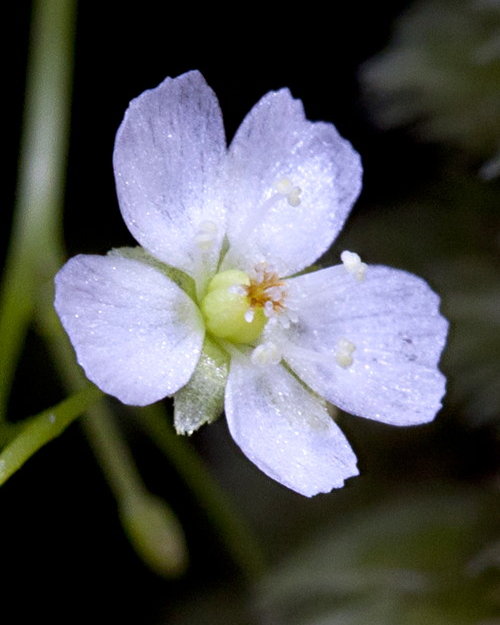 Drosera lunata