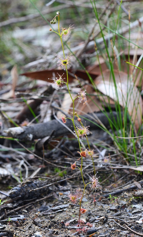 Droesra peltata