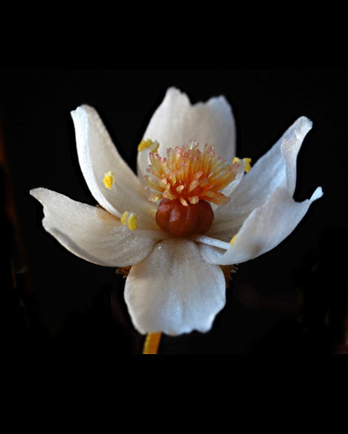 Drosera yilgarnensis