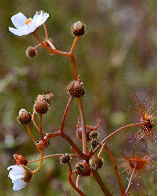 Drosera yilgarnensis