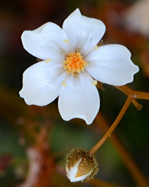 Drosera yilgarnensis