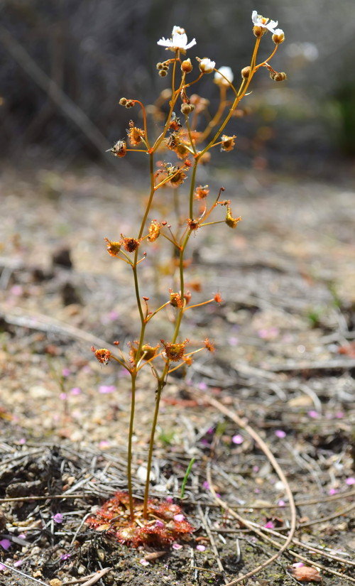 Drosera yilgarnensis