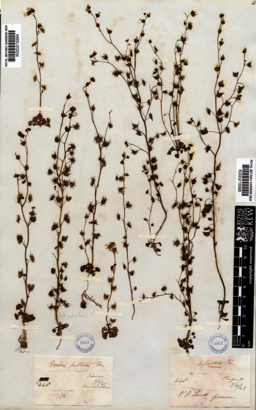 K000215594