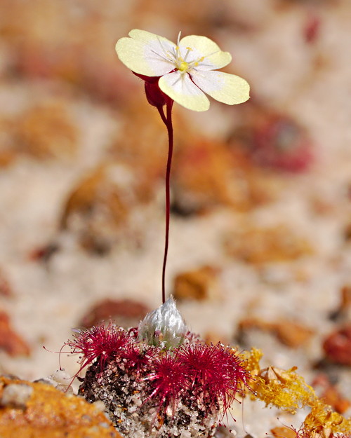 Drosera spatulata, Queensland, Australia