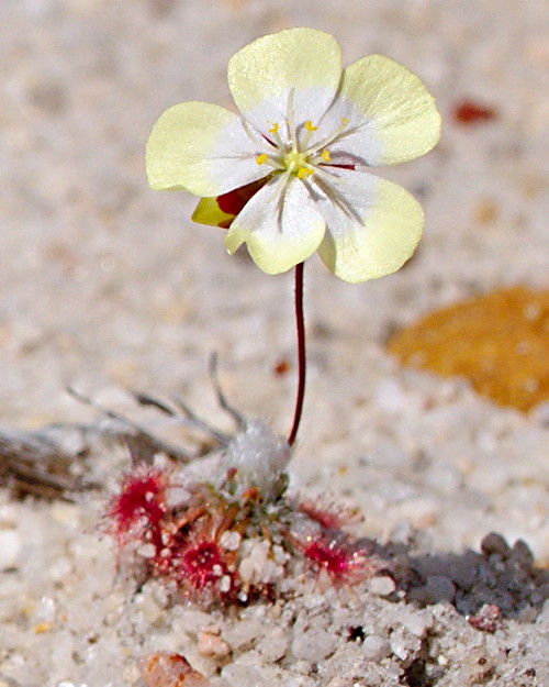 Drosera spatulata, Queensland, Australia