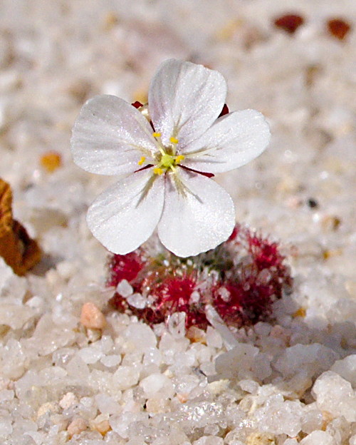 Drosera spatulata, Queensland, Australia