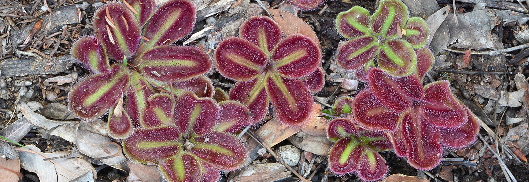 Drosera squamosa
