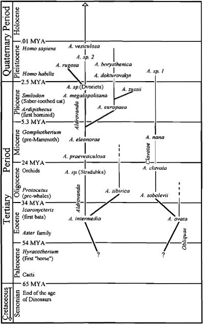 Aldrovanda fossil history