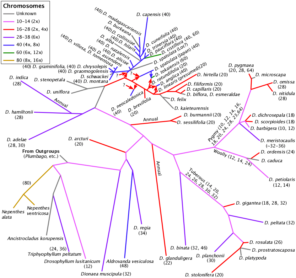 Chromosome numbers