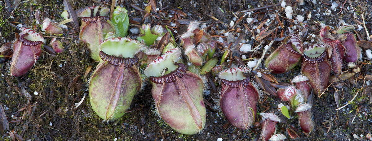 Cephalotus follicularis