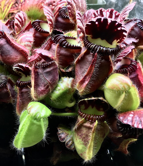 Cephalotus