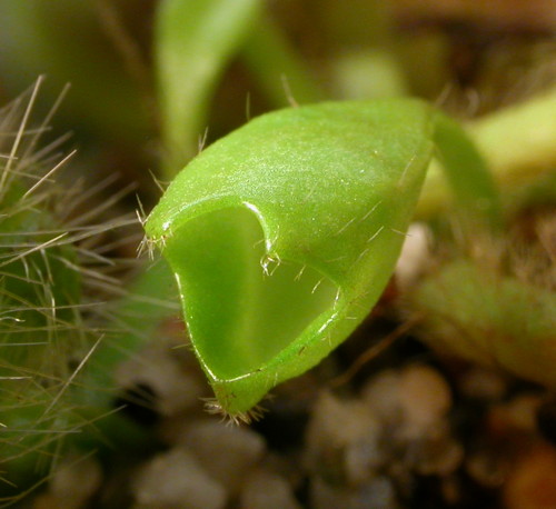 Cephalotus leaf