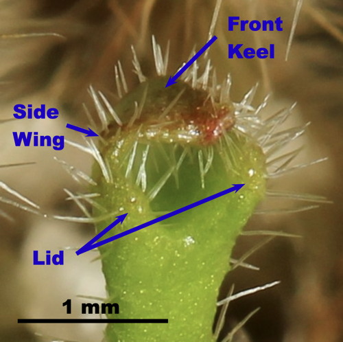 Cephalotus leaf