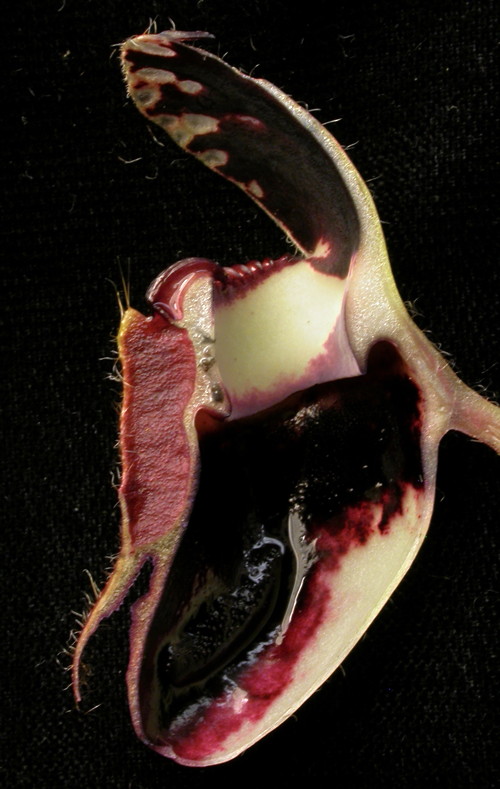 Cephalotus pitcher