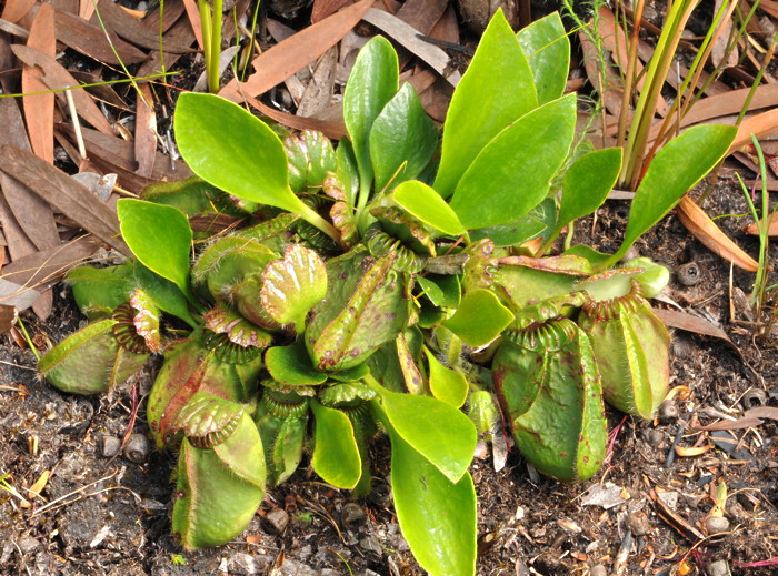 Cephalotus follicularis