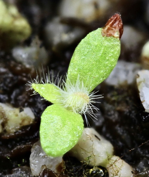 Cephalotus sprout