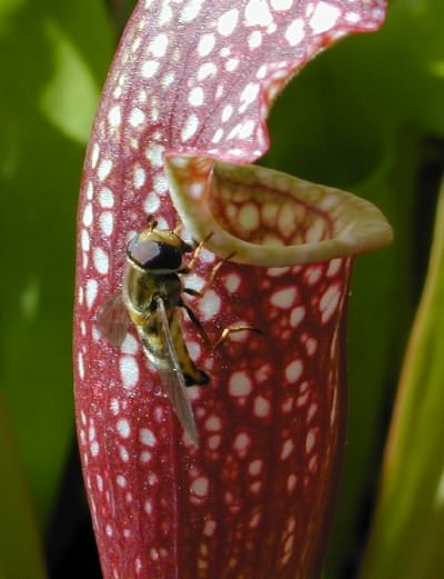 Cerpid fly on Sarracenia