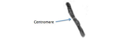 Centromere