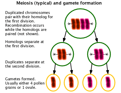Typical Meiosis