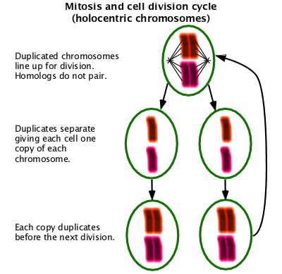 Mitosis