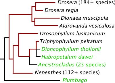 Caryophyllales