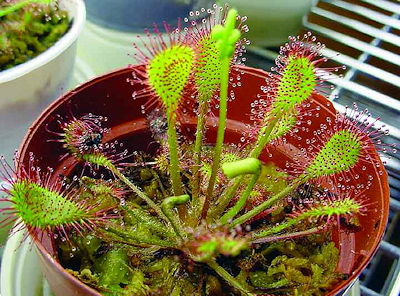 Drosera 'Ivan's Paddle'