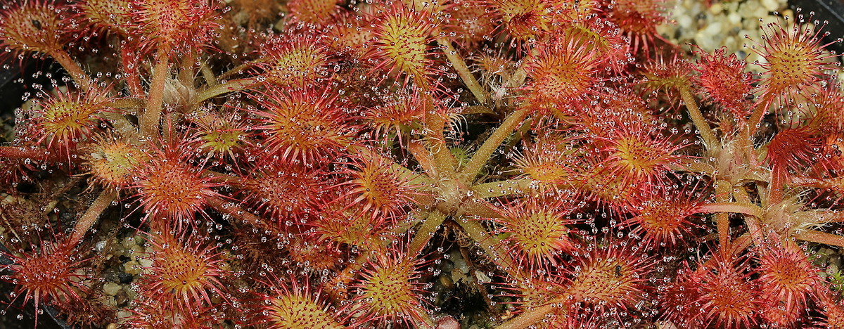 Drosera eloisiana